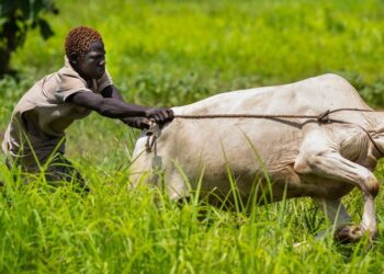 Cooperatives cultivating peace in South Sudan — World Points