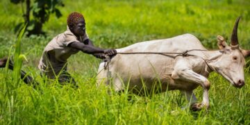 Cooperatives cultivating peace in South Sudan — World Points