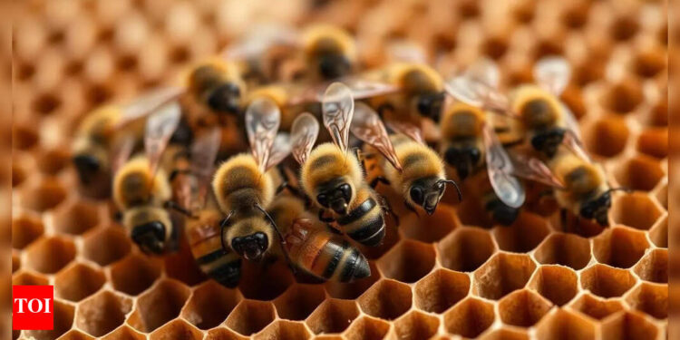 Bee assault in France: 24 injured in Aurillac; hive eliminated after Asian hornet menace