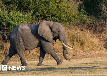 Zambia elephant assault kills British and New Zealand vacationers