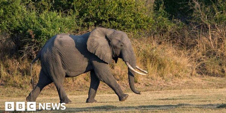 Zambia elephant assault kills British and New Zealand vacationers