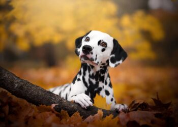 Prepared-made stem cell therapies for pets might be coming