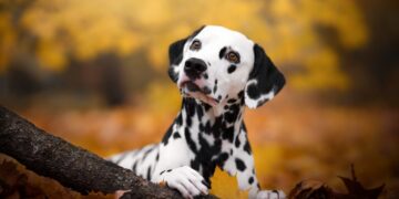 Prepared-made stem cell therapies for pets might be coming