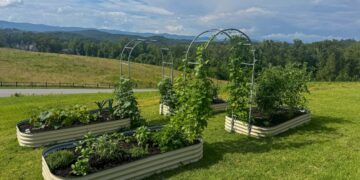 Backyard Replace: Late June 2025