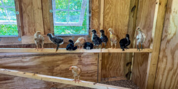 Presently (Late July 2025) – A Wholesome Slice of Life