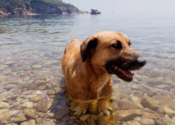 Have a Good Weekend. | Cup of Jo