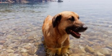 Have a Good Weekend. | Cup of Jo