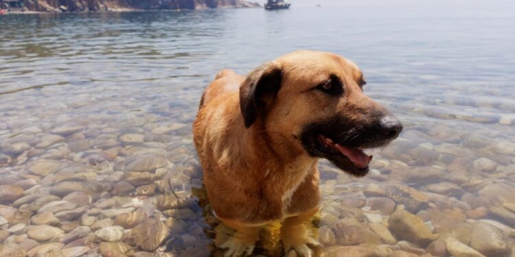 Have a Good Weekend. | Cup of Jo