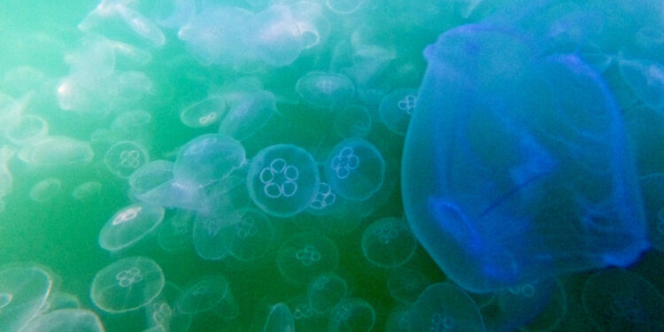 Jellyfish drive French nuclear plant shutdown — RT World Information