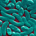 ‘Flesh-Consuming’ Micro organism Circumstances Rising on Gulf Coast: What to Know