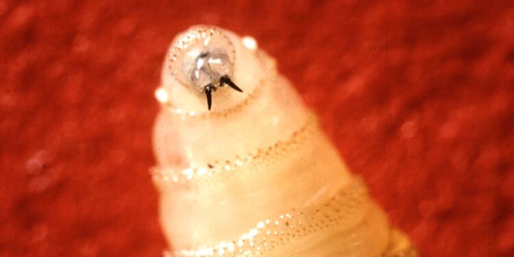 A Uncommon Flesh-Consuming Screwworm Infects U.S. Resident
