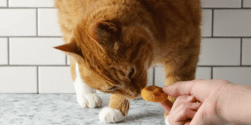 Tender Home made Cat Treats Recipe