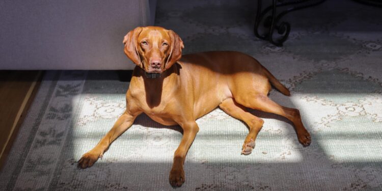 Finley’s Favorites: Pure Canine Merchandise