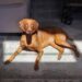Finley’s Favorites: Pure Canine Merchandise