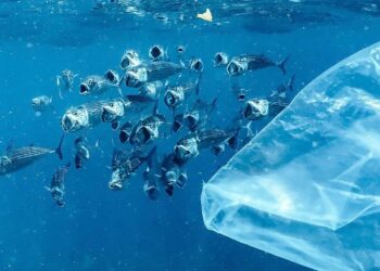 The ultimate straw? Plastic air pollution talks get underway in Geneva — World Points