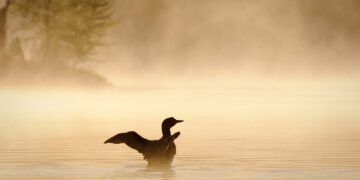 17 Greatest Issues to Do within the Higher Peninsula, Michigan (2025 Information)