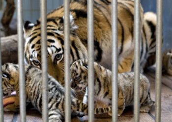 A zoo in Denmark requested patrons to donate their pets. Not as sights, however for meals : NPR