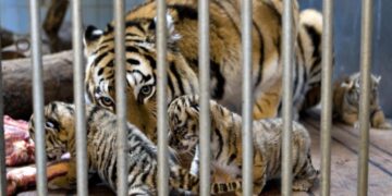 A zoo in Denmark requested patrons to donate their pets. Not as sights, however for meals : NPR