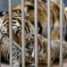 A zoo in Denmark requested patrons to donate their pets. Not as sights, however for meals : NPR