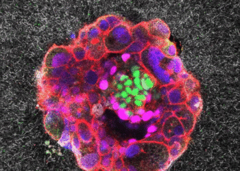 Embryos small however mighty, first stay movies present : Photographs