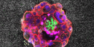 Embryos small however mighty, first stay movies present : Photographs