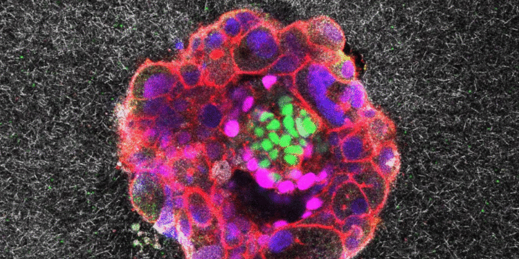 Embryos small however mighty, first stay movies present : Photographs