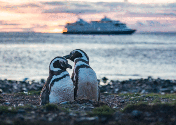 The Rise of the Cool-cation