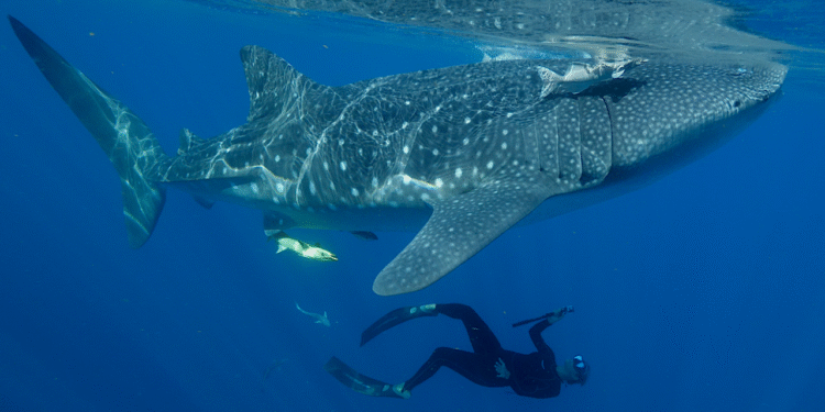 Man Harvey Basis | Life-style Media Group