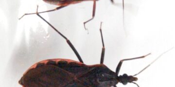 What You Ought to Know In regards to the ‘Kissing Bug’ Illness