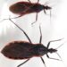 What You Ought to Know In regards to the ‘Kissing Bug’ Illness