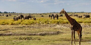 My Chobe Nationwide Park Safari, Botswana Expertise