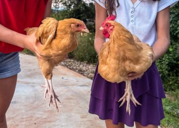 Feathers, Emotions, and Shock Roos