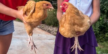 Feathers, Emotions, and Shock Roos