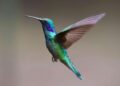 Till Subsequent Spring: A Loving Goodbye to the Hummingbirds