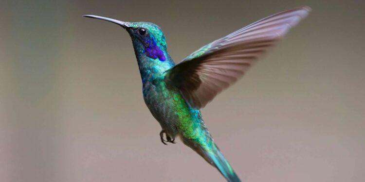 Till Subsequent Spring: A Loving Goodbye to the Hummingbirds