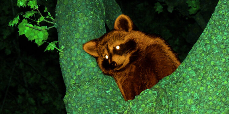 Modder injects AI dialogue into 2002’s Animal Crossing utilizing reminiscence hack