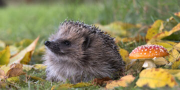 Can AI detect hedgehogs from house? Possibly if you happen to discover brambles first.