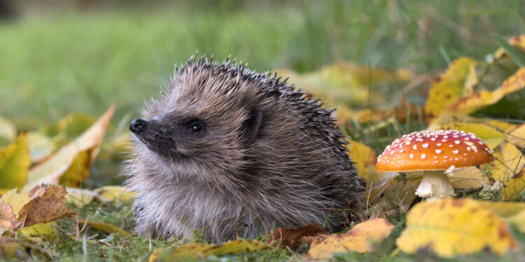 Can AI detect hedgehogs from house? Possibly if you happen to discover brambles first.