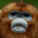 China’s uncommon golden monkeys debut at European zoos, attainable successor to ‘panda diplomacy’