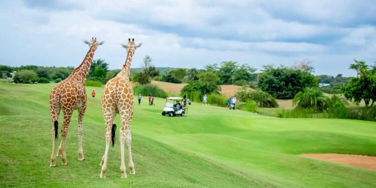 Kenya Golf Holidays: The place Championship Greens Meet Safari Adventures