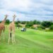 Kenya Golf Holidays: The place Championship Greens Meet Safari Adventures