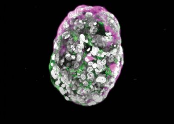 The embryo builder: This stem-cell scientist is creating artificial embryos from stem cells.