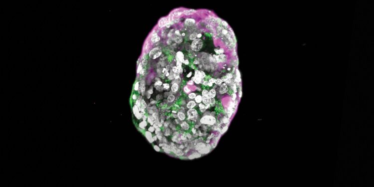 The embryo builder: This stem-cell scientist is creating artificial embryos from stem cells.