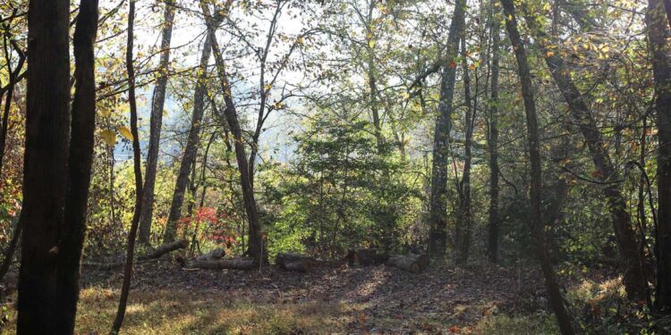 The Friday 5 – A Wholesome Slice of Life