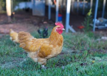 Emotional Whiplash: The Price of Consuming The whole lot