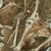 What killed Napoleon’s military? Scientists discover clues in DNA from fallen troopers’ enamel : Pictures