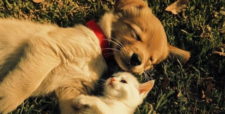 Can Reliance disrupt India’s pet meals market? RCPL launches choices below ‘Waggies’ model at simply ₹199/kg