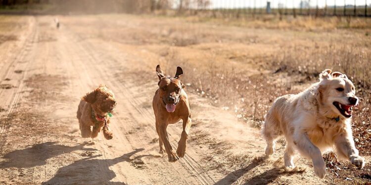 DNA Reveals the Secret Historical past of Canines