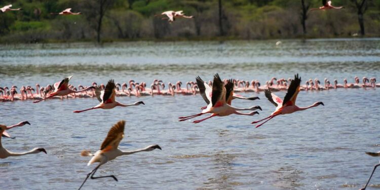 Easy methods to Expertise Lake Bogoria’s Scorching Springs and Flamingos