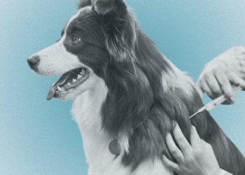 This is Why Fewer Individuals Are Vaccinating Their Pets